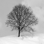 01. 미시령 언덕의 나무