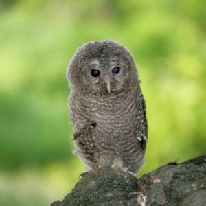 재미있게 체험하며 알아보는 천연기념물