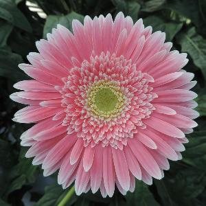 경남 거베라 육성품종 ‘문비치’, ‘썬스파’ 시선집중