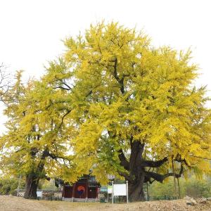 「세종 임난수 은행나무」 천연기념물 지정 기념행사 개최