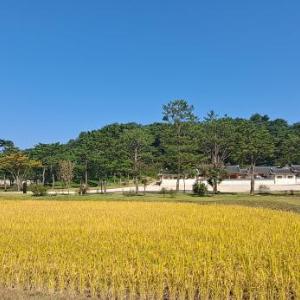 세종대왕릉 위토답에서 허수아비를 만들어 봐요