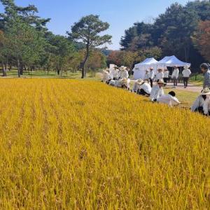 초등학생 자녀와 세종대왕 위토답에서 수확의 기쁨 체험하세요
